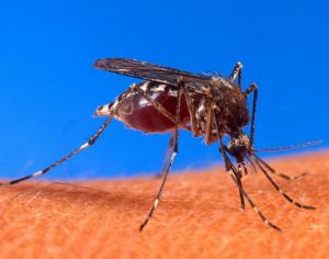 Самый маленький комар в мире