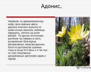 Современные проблемы науки и образования Какие растения встречаются в природе красноярского края